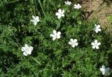 Geranium collinum
