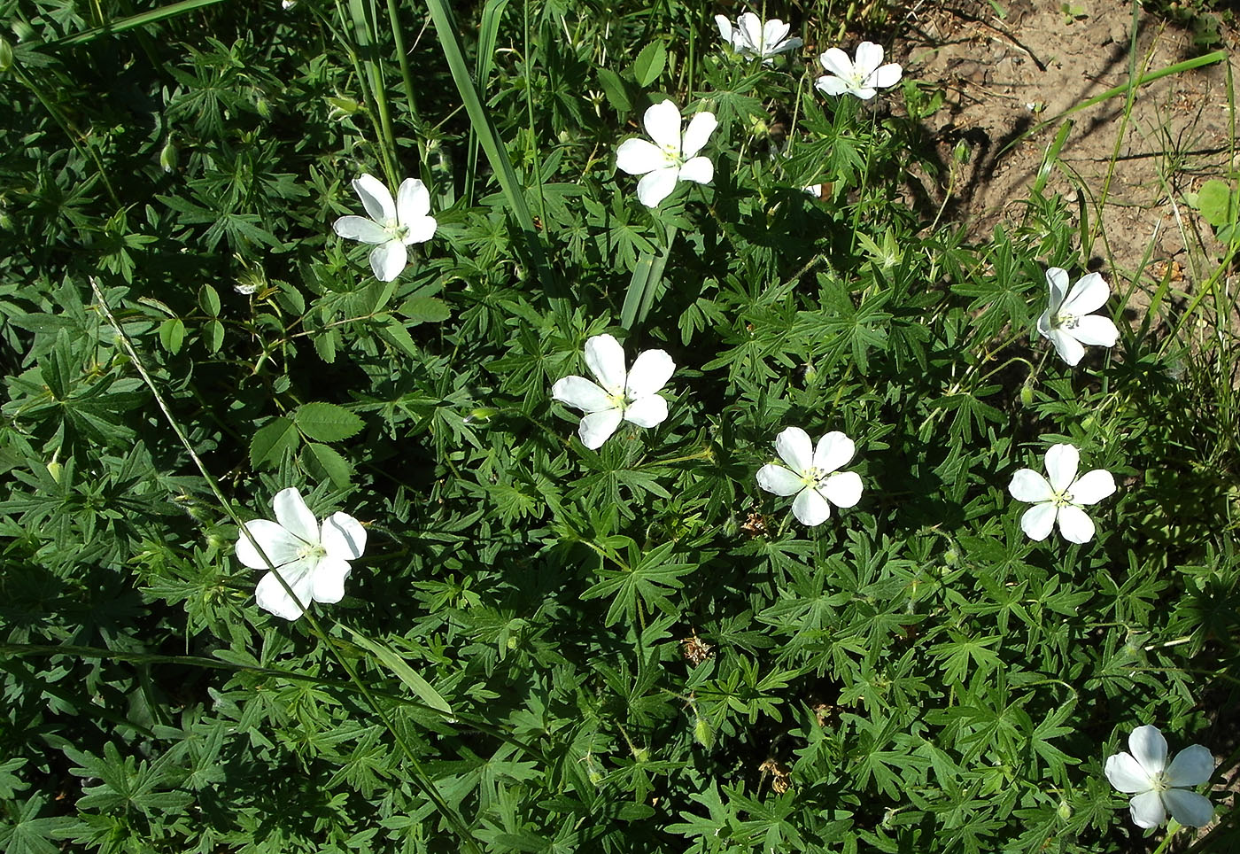 Image of Geranium collinum specimen.