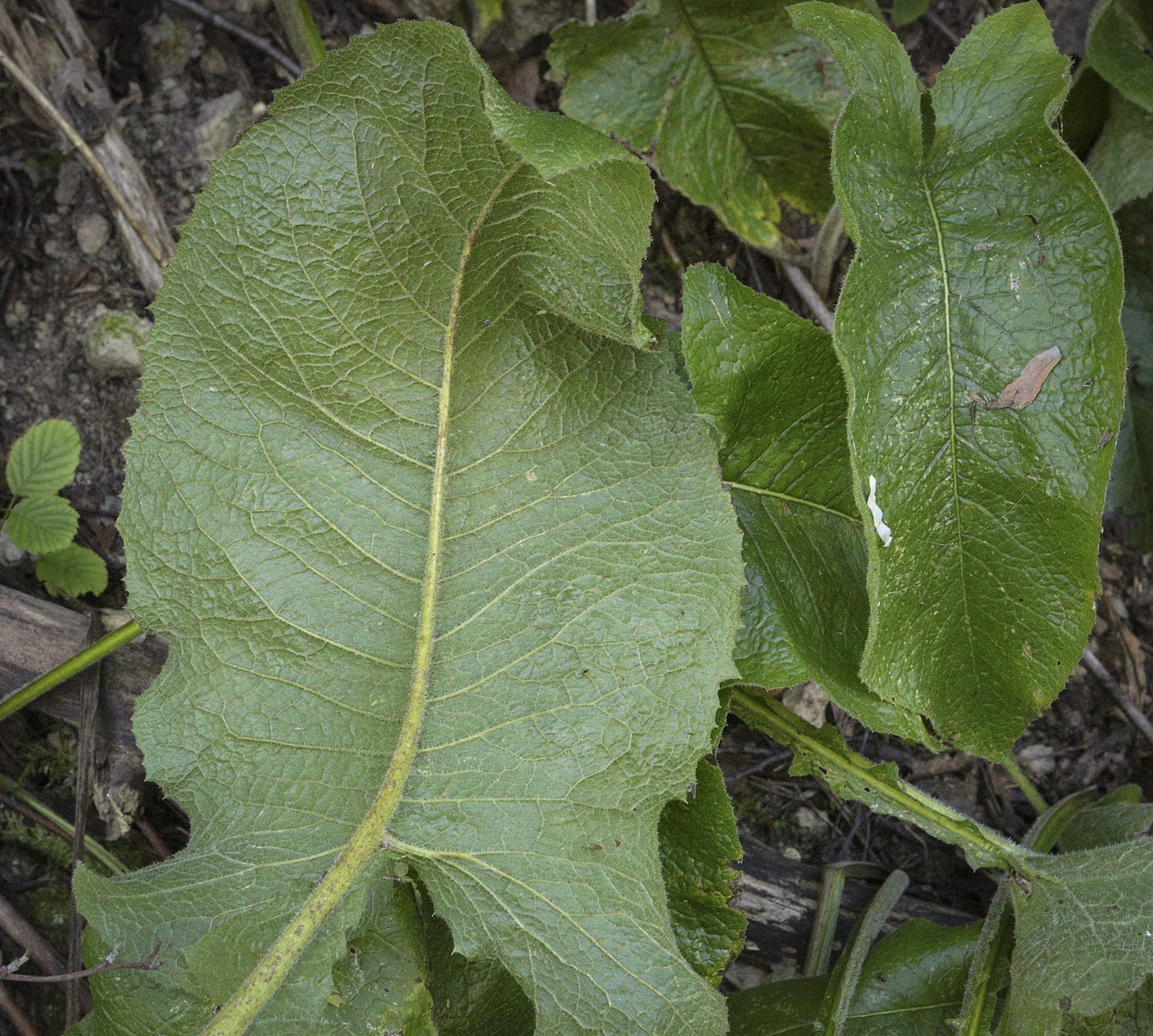 Image of Cicerbita uralensis specimen.