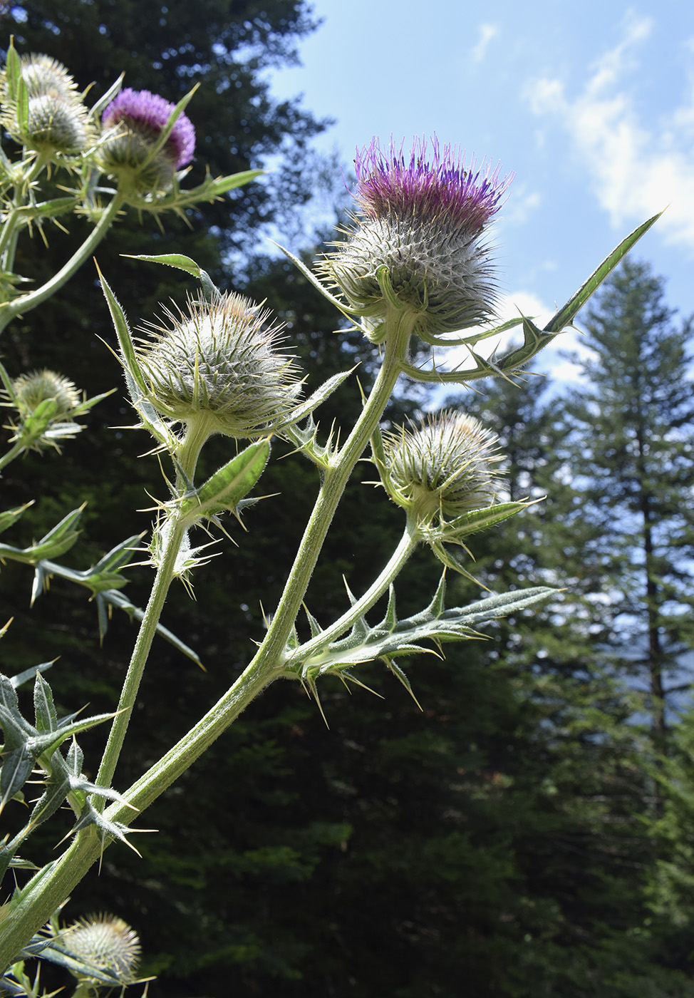 Изображение особи род Cirsium.