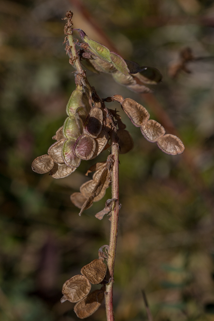 Изображение особи Hedysarum caucasicum.