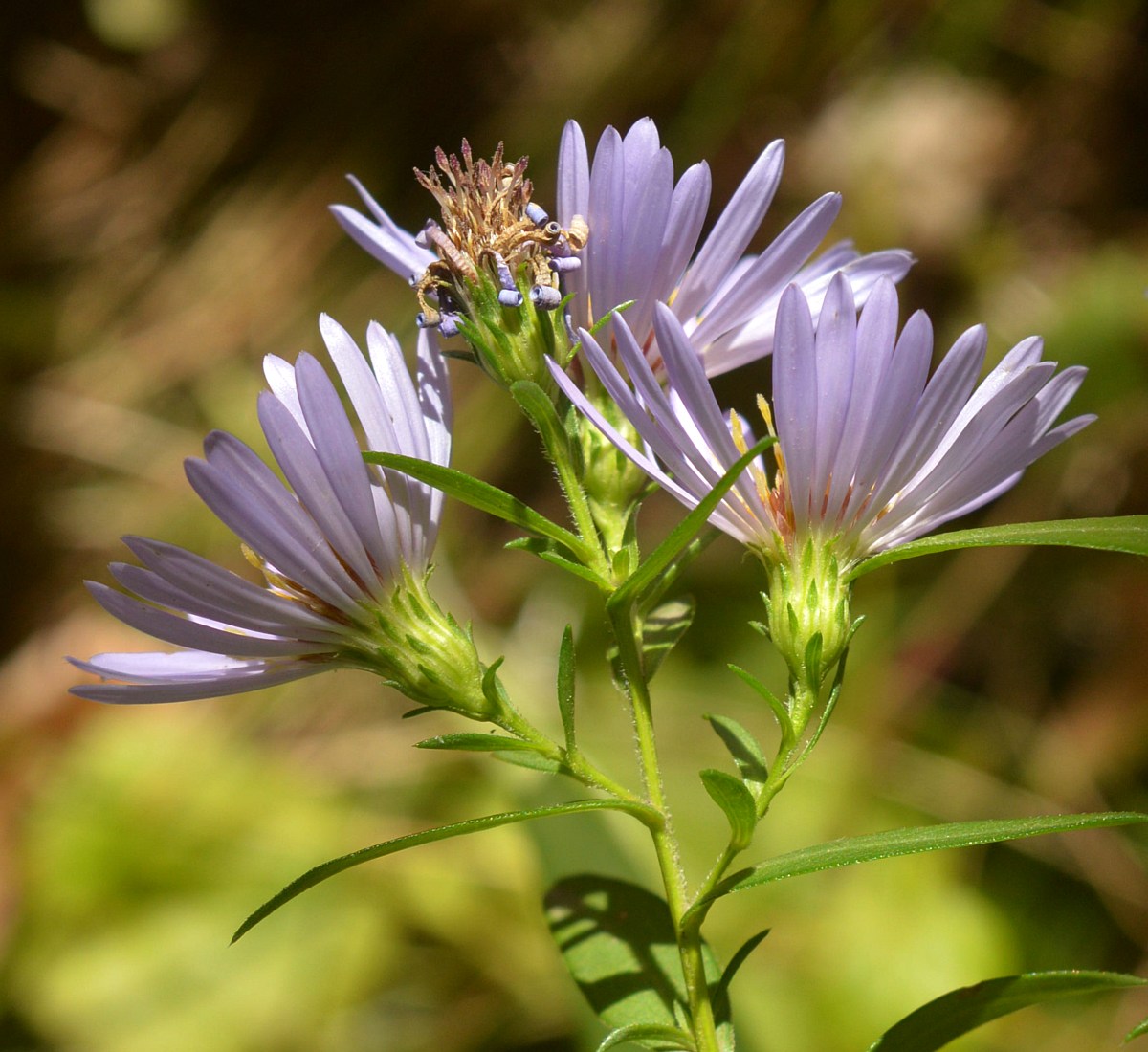 Изображение особи Symphyotrichum &times; salignum.