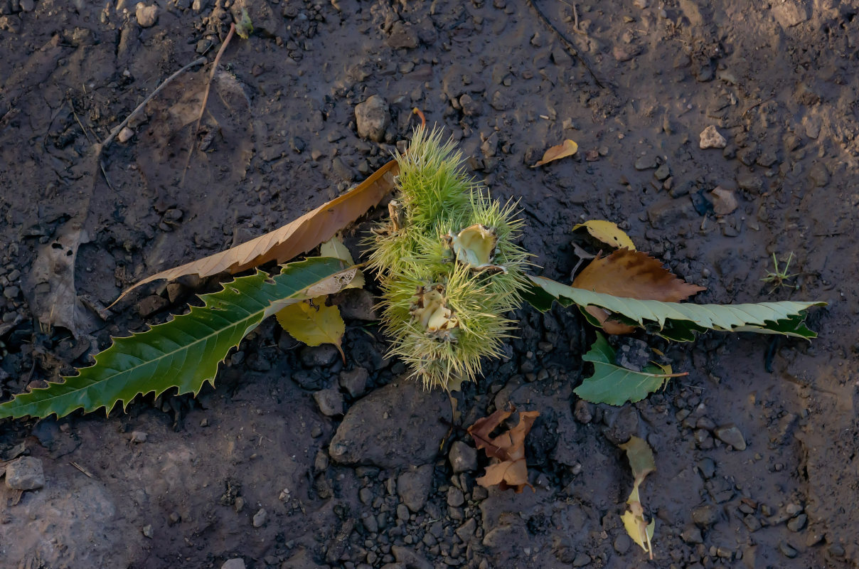 Изображение особи Castanea sativa.