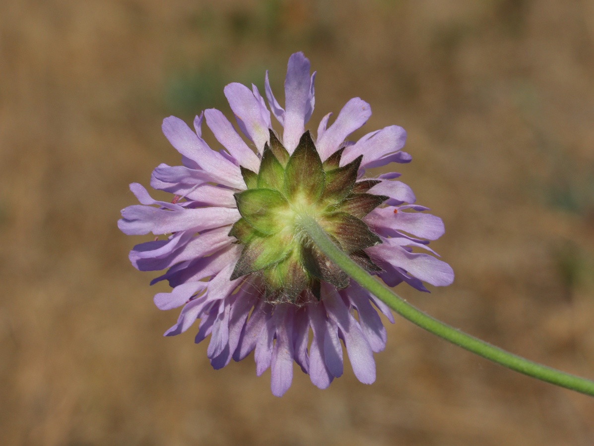 Image of Knautia arvensis specimen.