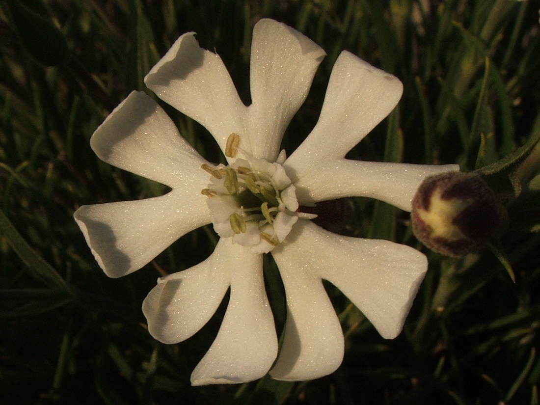 Изображение особи Silene jailensis.