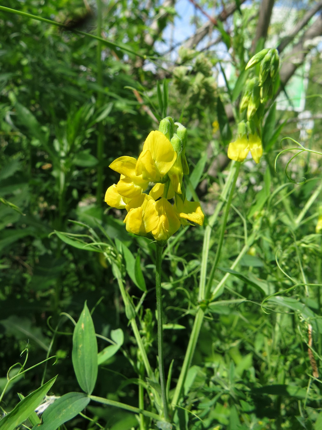 Изображение особи Lathyrus pratensis.