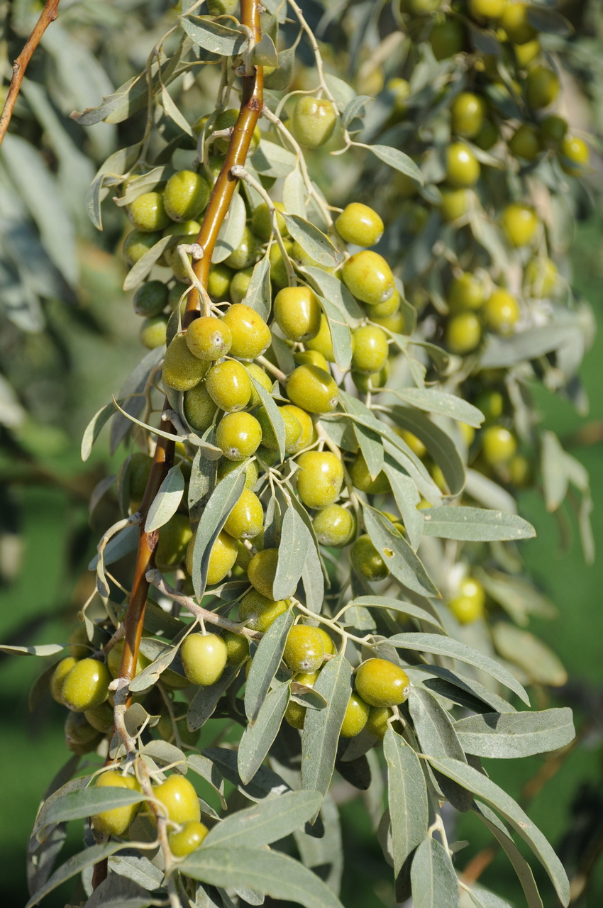 Изображение особи Elaeagnus orientalis.