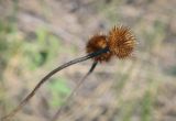 Aster alpinus. Соплодия прошлого года. Пермский край, Кунгурский р-н, окр. дер. Дейково, окр. ур. Греховская гора, крутой склон. 29.04.2023.