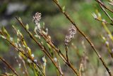 род Salix. Верхушка ветви с прошлогодними соплодиями. Хакасия, Орджоникидзевский р-н, берег оз. Ивановское, ≈ 1000 м н.у.м., каменисто-луговой склон. 08.06.2022.