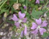 Malva thuringiaca