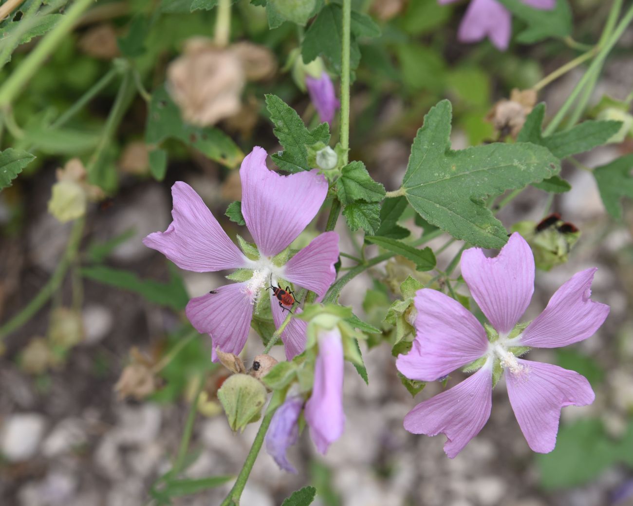 Image of Malva thuringiaca specimen.