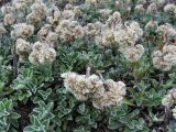 Antennaria dioica. Плодоносящие растения на песчаном холме. Смоленская обл., Смоленский р-н, окр. пос. Каспля. 01.07.2007.