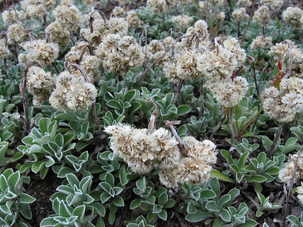 Image of Antennaria dioica specimen.