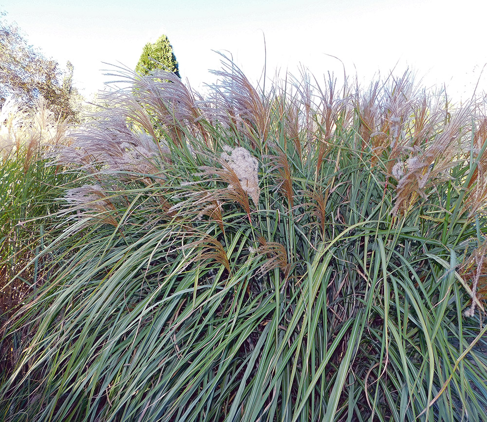 Изображение особи Miscanthus sinensis.