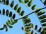 Caesalpinia spinosa