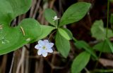 Trientalis europaea. Верхушка цветущего растения (слева видна часть листа Maianthemum bifolium). Красноярский край, Берёзовский р-н, национальный парк \"Красноярские Столбы\", Центральные Столбы, смешанный лес. 05.06.2022.