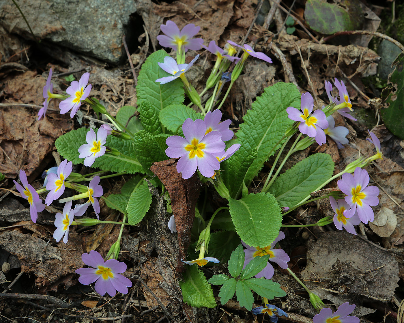 Изображение особи Primula vulgaris.