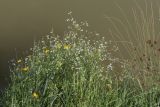 Galium debile