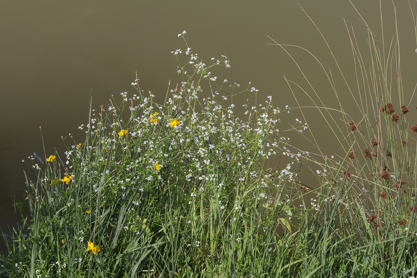 Image of Galium debile specimen.