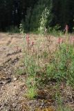 Silene chlorantha