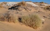 семейство Poaceae