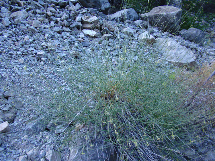 Image of Silene fetissovii specimen.