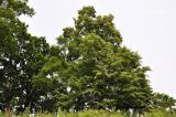 genus Tilia