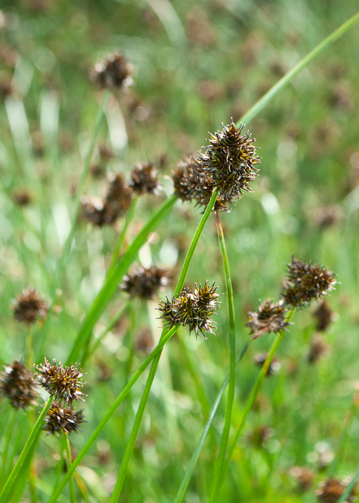 Image of Carex pyrophila specimen.