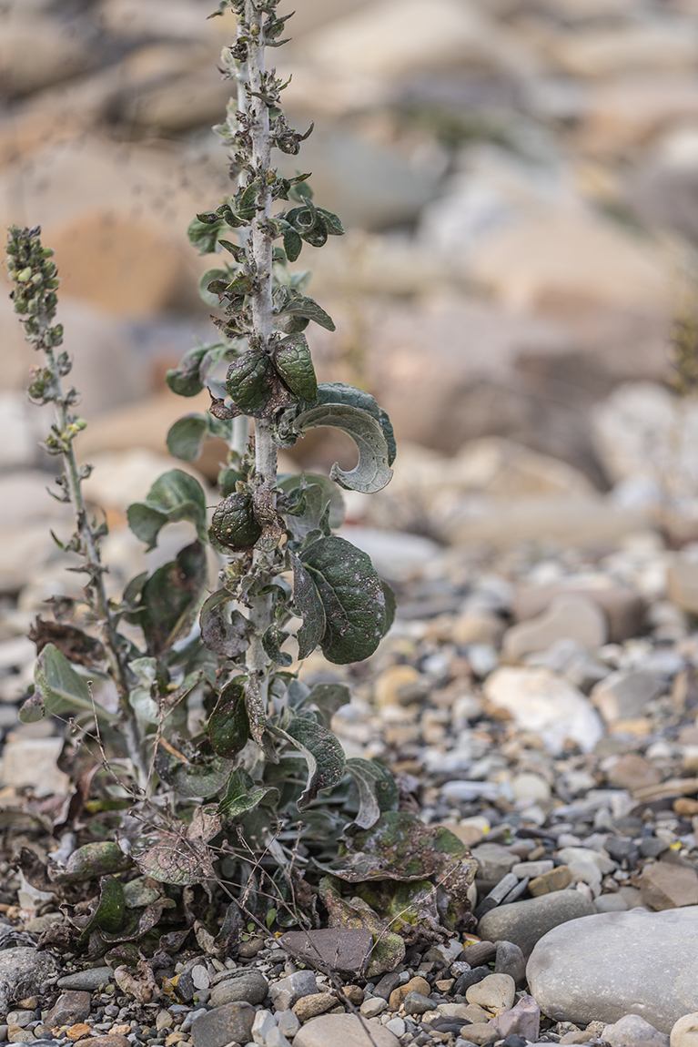 Image of Verbascum gnaphalodes specimen.