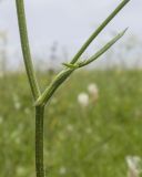 Pastinaca pimpinellifolia. Средняя часть стебля с листом и основанием бокового побега. Карачаево-Черкесия, Зеленчукский р-н, окр. станицы Исправная, СЗ склон горы Джисса, ≈ 1000 м н.у.м., горный луг. 15.06.2024.