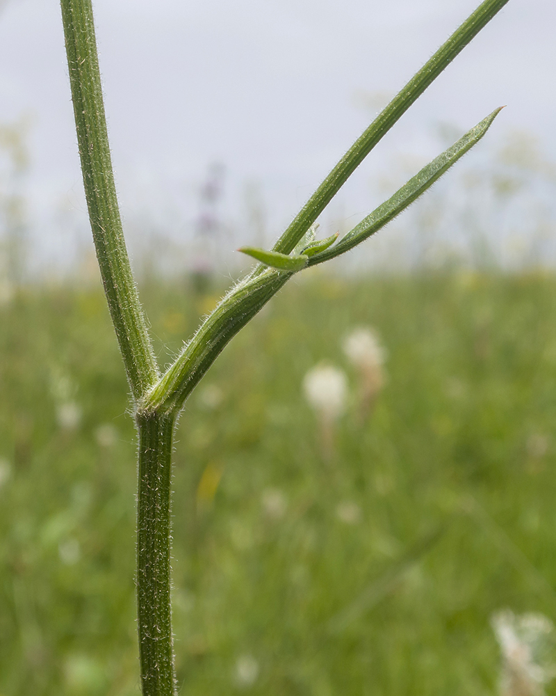 Изображение особи Pastinaca pimpinellifolia.