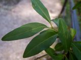 Ligustrum vulgare. Листья с повреждениями. Крым, Южный берег, окр. с. Соколиного, Большой Каньон Крыма, дол. р. Аузун-Узень, смешанный лес; возле мостика через овраг. 31.05.2024.