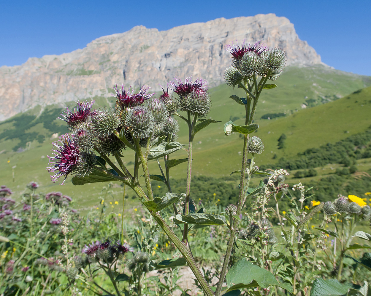 Изображение особи род Arctium.