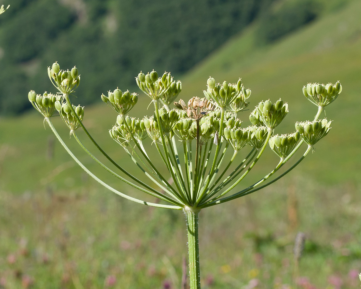 Image of Heracleum sibiricum specimen.