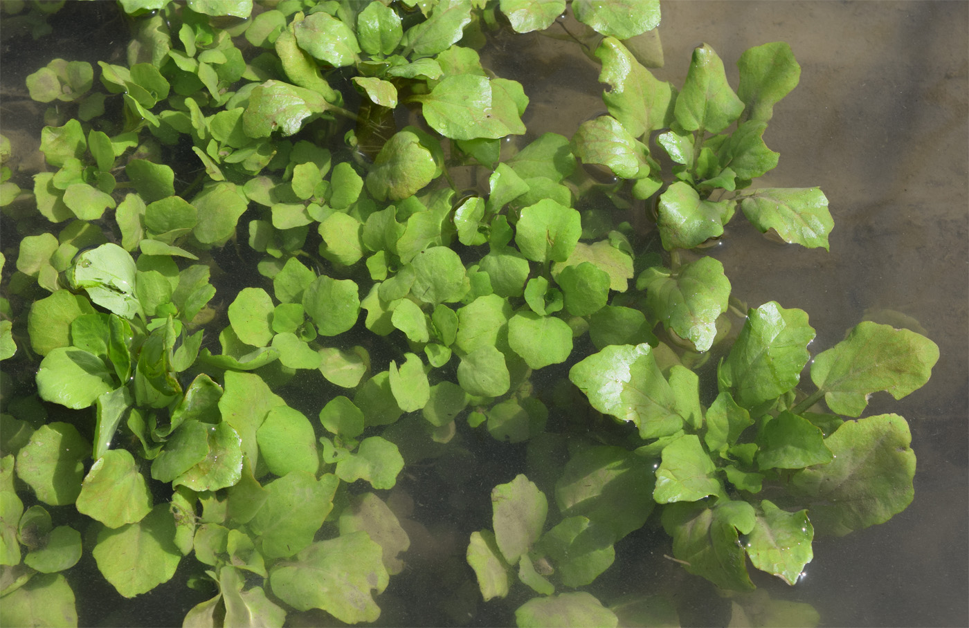 Изображение особи Nasturtium officinale.