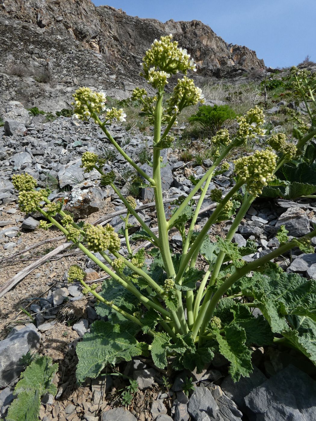 Изображение особи Crambe kotschyana.