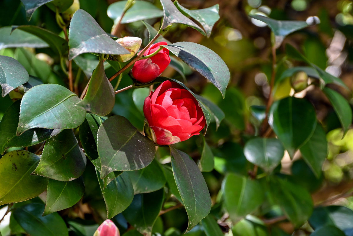 Image of Camellia japonica specimen.