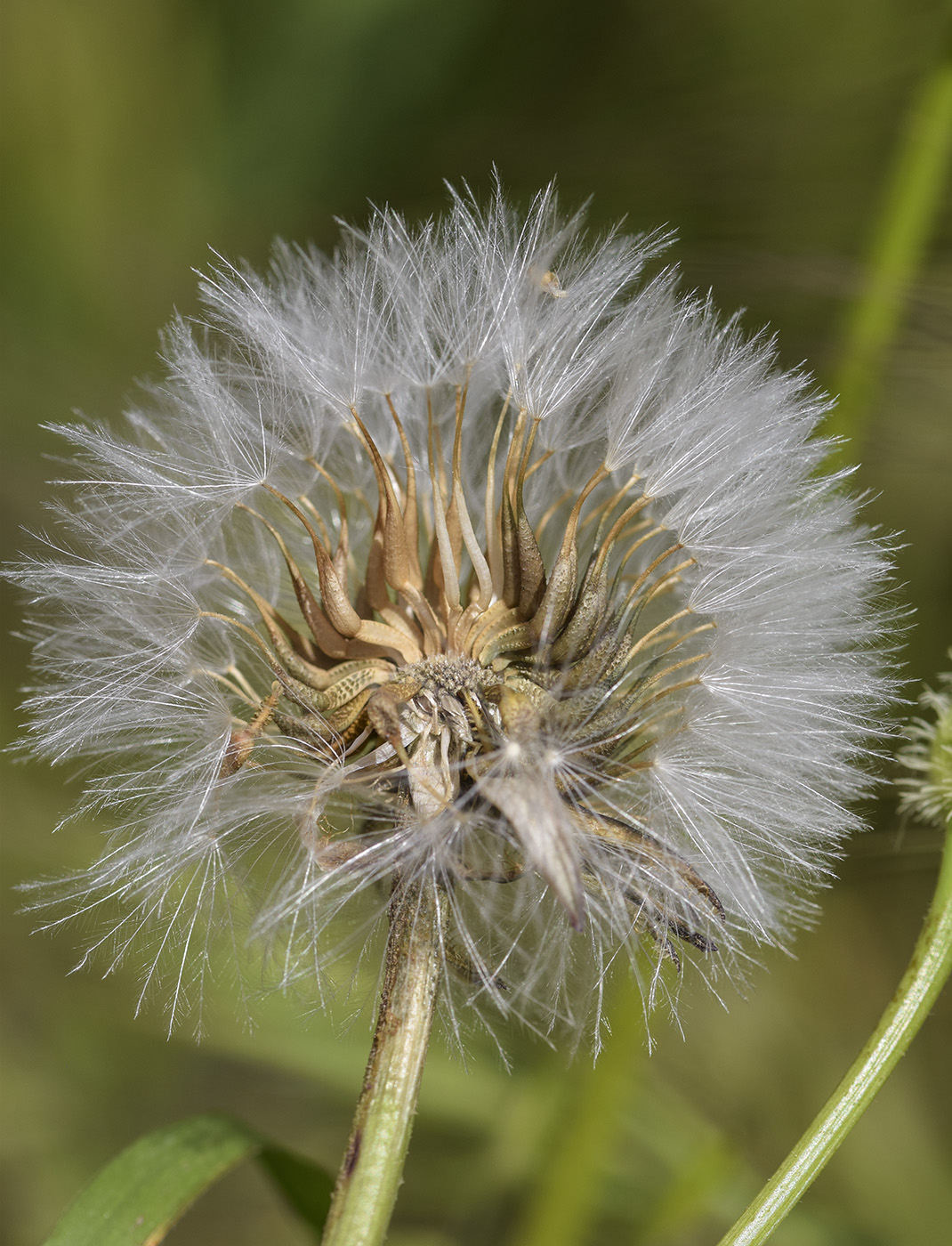 Image of Urospermum picroides specimen.