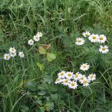 Pyrethrum corymbosum