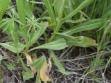genus Centaurea