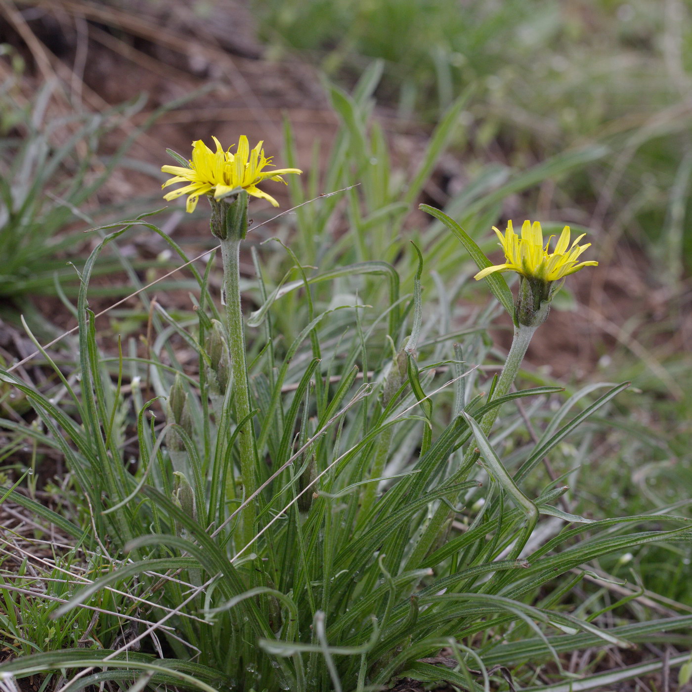Image of genus Scorzonera specimen.