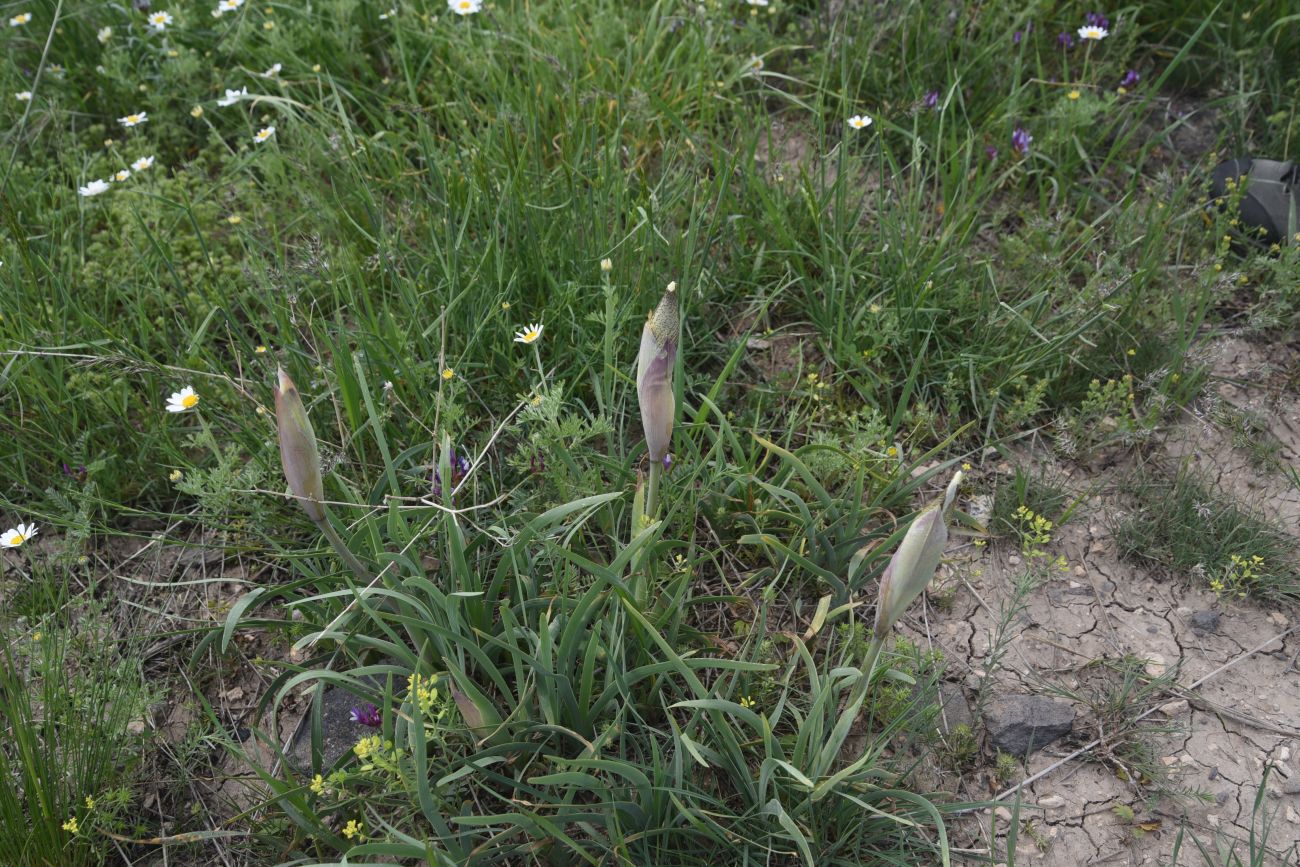 Image of Iris elegantissima specimen.