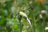род Papaver