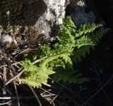 View full-size image Cystopteris fragilis