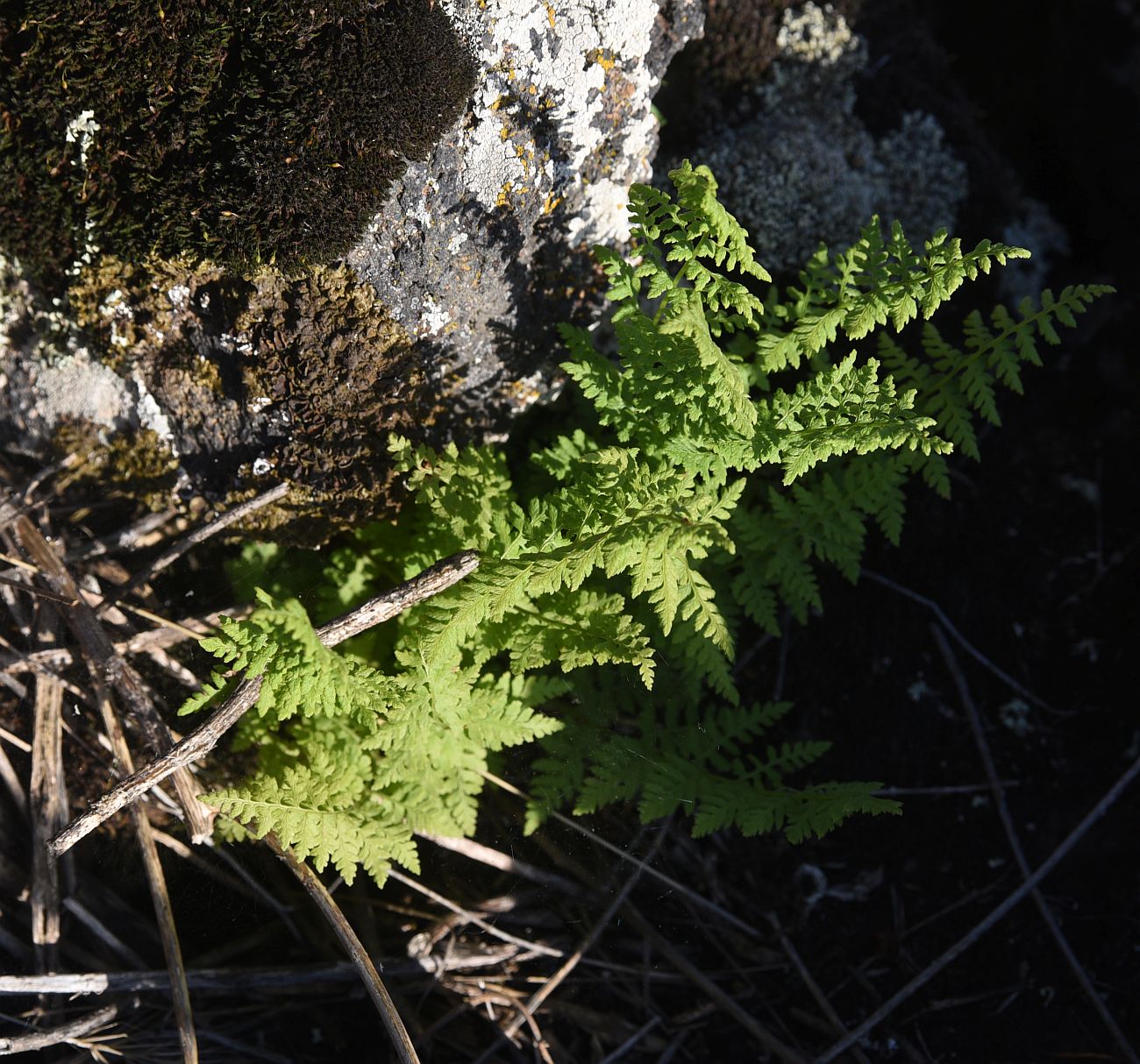 Image of Cystopteris fragilis specimen.