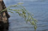 семейство Poaceae. Соцветие. Приморский край, Владивостокский ГО, о. Клыкова, терраса над каменистой береговой полосой. 07.07.2025.