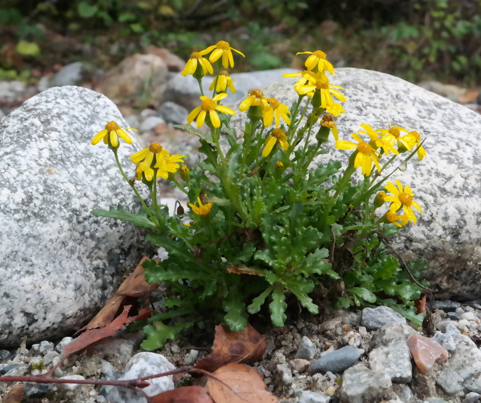 Image of Senecio sosnovskyi specimen.