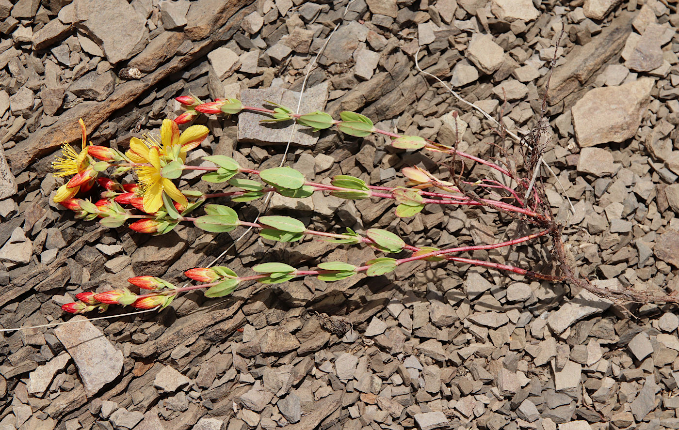 Изображение особи Hypericum linarioides.