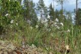 Dianthus borussicus. Цветущее и плодоносящее растение. Витебская обл., окр. дер. Сурмино, оз, сухой кустарничково-зеленомошно-лишайниковый сосняк на песке, на зарастающей вырубке. 14.06.2025.