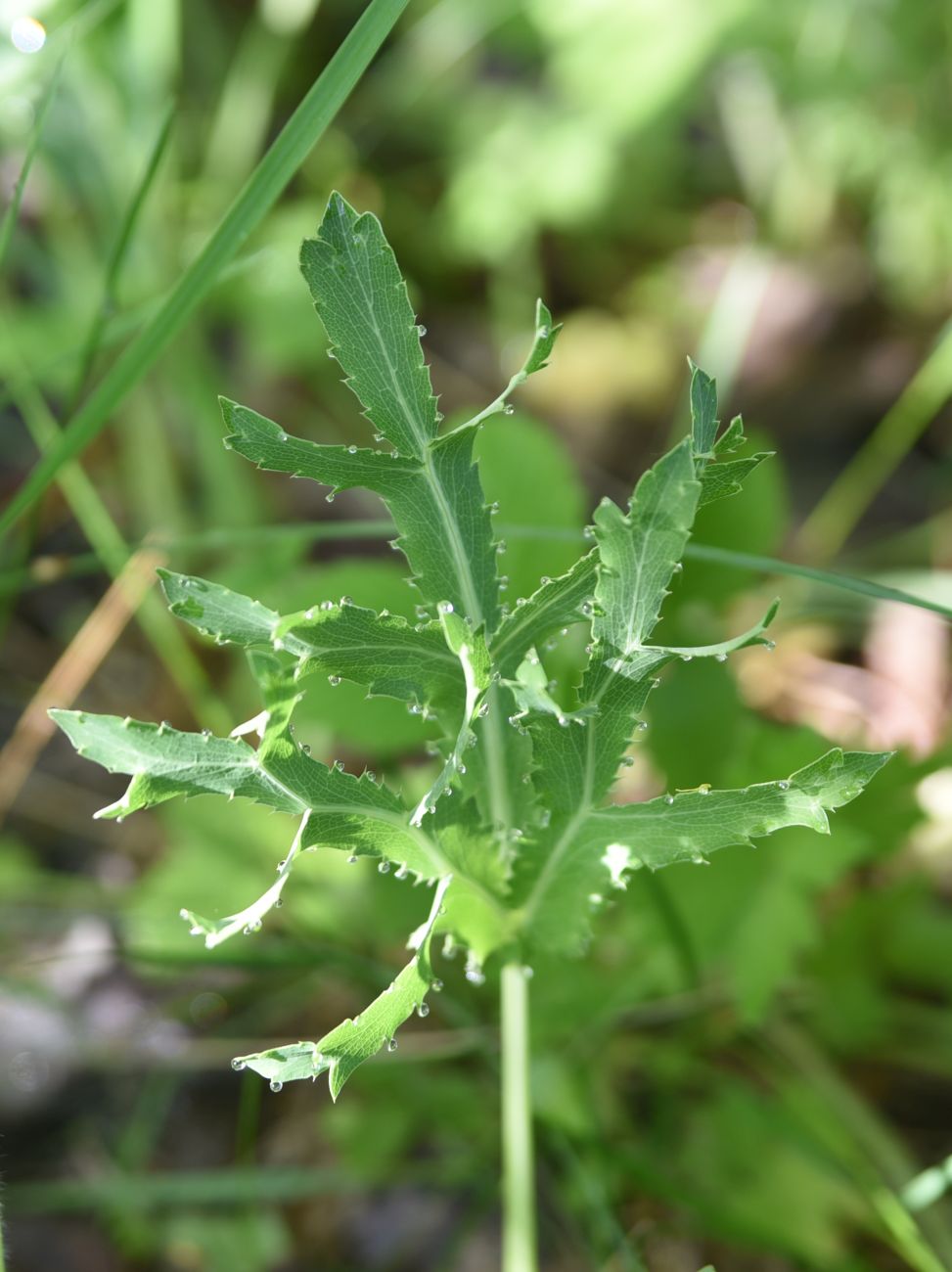 Изображение особи род Eryngium.